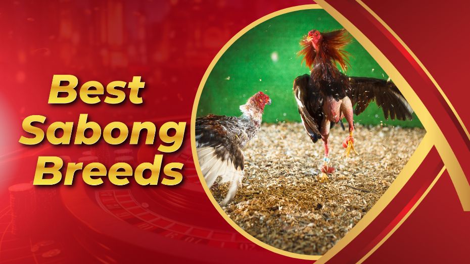 Best Sabong Breeds: Unveiling the Top Contenders